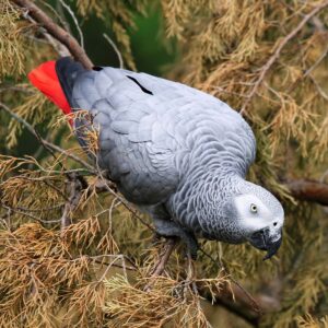 African Grey